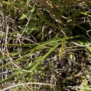 Aciphylla simplicifolia at Yaouk, NSW - 20 Dec 2022