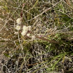 Aciphylla simplicifolia at Yaouk, NSW - 20 Dec 2022