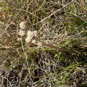 Aciphylla simplicifolia at Yaouk, NSW - 20 Dec 2022