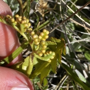 Botrychium lunaria at Yaouk, NSW - 20 Dec 2022