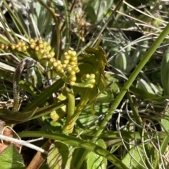 Botrychium lunaria at Yaouk, NSW - 20 Dec 2022