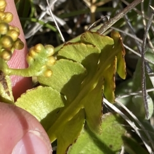 Botrychium lunaria at Yaouk, NSW - 20 Dec 2022