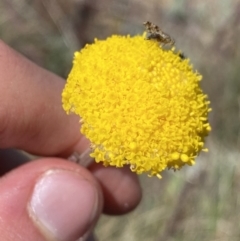 Craspedia adenophora (Sticky Billy Buttons) at Yaouk, NSW - 20 Dec 2022 by Ned_Johnston