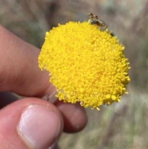 Craspedia adenophora at Yaouk, NSW - 20 Dec 2022