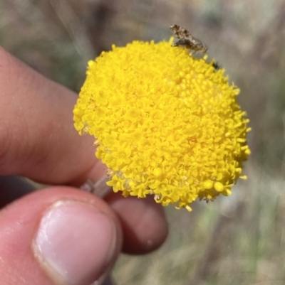 Craspedia adenophora (Sticky Billy Buttons) at Scabby Range Nature Reserve - 20 Dec 2022 by Ned_Johnston