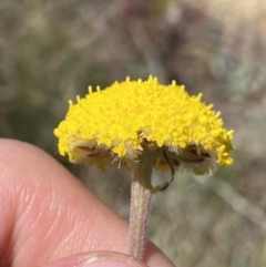 Craspedia adenophora at Yaouk, NSW - 20 Dec 2022