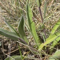 Craspedia adenophora at Yaouk, NSW - 20 Dec 2022