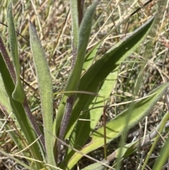 Craspedia adenophora at Yaouk, NSW - 20 Dec 2022