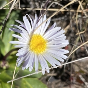 Brachyscome decipiens at Yaouk, NSW - 20 Dec 2022 03:37 PM