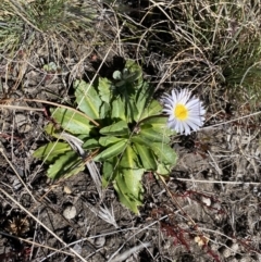 Brachyscome decipiens at Yaouk, NSW - 20 Dec 2022 03:37 PM