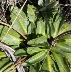 Brachyscome decipiens at Yaouk, NSW - 20 Dec 2022 03:37 PM