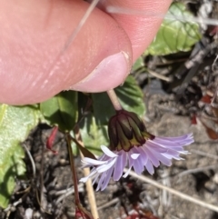 Brachyscome decipiens at Yaouk, NSW - 20 Dec 2022 03:37 PM