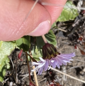 Brachyscome decipiens at Yaouk, NSW - 20 Dec 2022 03:37 PM