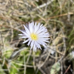 Pappochroma nitidum (Sticky Fleabane) at Yaouk, NSW - 20 Dec 2022 by NedJohnston