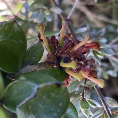 Grevillea diminuta at Yaouk, NSW - 20 Dec 2022 by NedJohnston