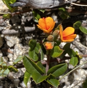 Podolobium alpestre at Yaouk, NSW - 20 Dec 2022