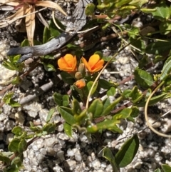 Podolobium alpestre at Yaouk, NSW - 20 Dec 2022