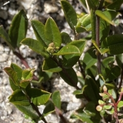 Podolobium alpestre at Yaouk, NSW - 20 Dec 2022