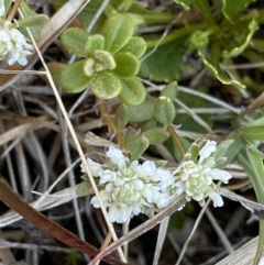 Poranthera microphylla (Small Poranthera) at Yaouk, NSW - 20 Dec 2022 by NedJohnston