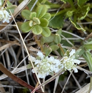 Poranthera microphylla at Yaouk, NSW - 20 Dec 2022