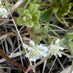 Poranthera microphylla (Small Poranthera) at Yaouk, NSW - 20 Dec 2022 by Ned_Johnston