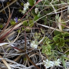 Poranthera microphylla at Yaouk, NSW - 20 Dec 2022