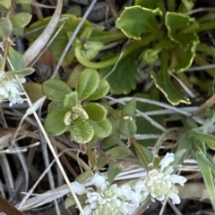 Poranthera microphylla at Yaouk, NSW - 20 Dec 2022