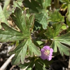 Geranium potentilloides var. abditum at Yaouk, NSW - 20 Dec 2022 by NedJohnston