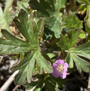 Geranium potentilloides var. abditum at Yaouk, NSW - 20 Dec 2022 03:24 PM