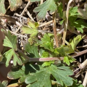 Geranium potentilloides var. abditum at Yaouk, NSW - 20 Dec 2022 03:24 PM