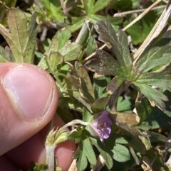 Geranium potentilloides var. abditum at Yaouk, NSW - 20 Dec 2022 03:24 PM