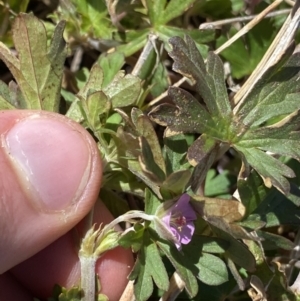 Geranium potentilloides var. abditum at Yaouk, NSW - 20 Dec 2022 03:24 PM