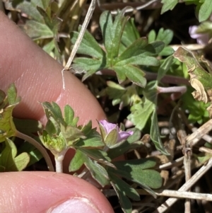 Geranium potentilloides var. abditum at Yaouk, NSW - 20 Dec 2022 03:24 PM