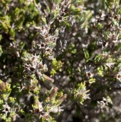 Kunzea muelleri (Yellow Kunzea) at Rendezvous Creek, ACT - 20 Dec 2022 by Ned_Johnston