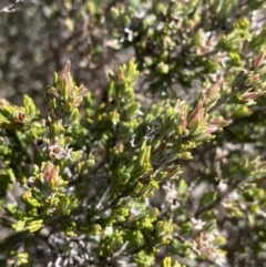 Kunzea muelleri at Rendezvous Creek, ACT - 20 Dec 2022