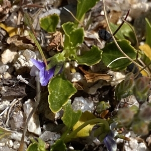 Viola improcera at Yaouk, NSW - 20 Dec 2022 02:45 PM