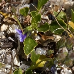 Viola improcera (Dwarf Violet) at Rendezvous Creek, ACT - 20 Dec 2022 by Ned_Johnston