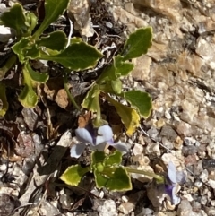 Viola improcera at Yaouk, NSW - 20 Dec 2022