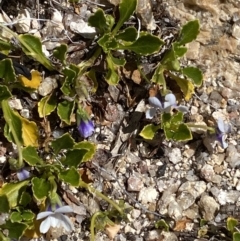 Viola improcera at Yaouk, NSW - 20 Dec 2022