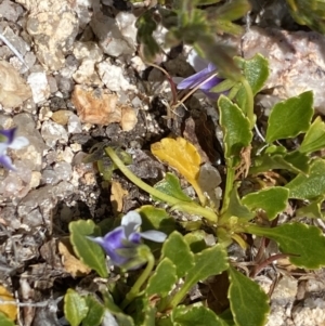 Viola improcera at Yaouk, NSW - 20 Dec 2022