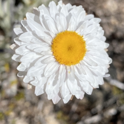 Leucochrysum alpinum (Alpine Sunray) at Scabby Range Nature Reserve - 20 Dec 2022 by Ned_Johnston