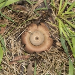 Geastrum sp. (Geastrum sp.) at Higgins, ACT - 15 May 2022 by AlisonMilton