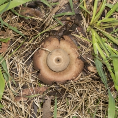 Geastrum sp. (Geastrum sp.) at Higgins, ACT - 16 May 2022 by AlisonMilton