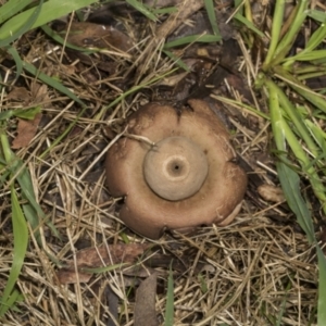 Geastrum sp. at Higgins, ACT - 16 May 2022 09:28 AM