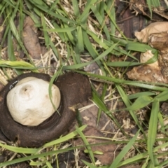 Geastrum sp. at Higgins, ACT - 16 May 2022 09:28 AM