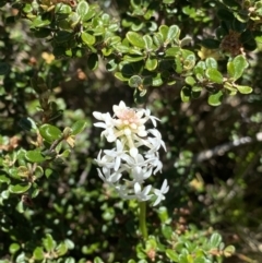 Stackhousia monogyna (Creamy Candles) at Rendezvous Creek, ACT - 20 Dec 2022 by NedJohnston