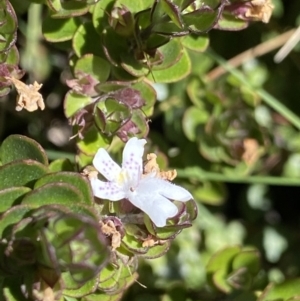 Westringia lucida at Rendezvous Creek, ACT - 20 Dec 2022