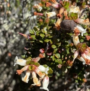 Epacris robusta at Rendezvous Creek, ACT - 20 Dec 2022 02:30 PM