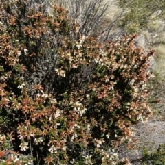 Epacris robusta at Rendezvous Creek, ACT - 20 Dec 2022