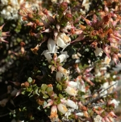 Epacris robusta at Rendezvous Creek, ACT - 20 Dec 2022 02:30 PM